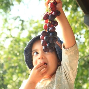 Old Grape Press at Katzrin Village